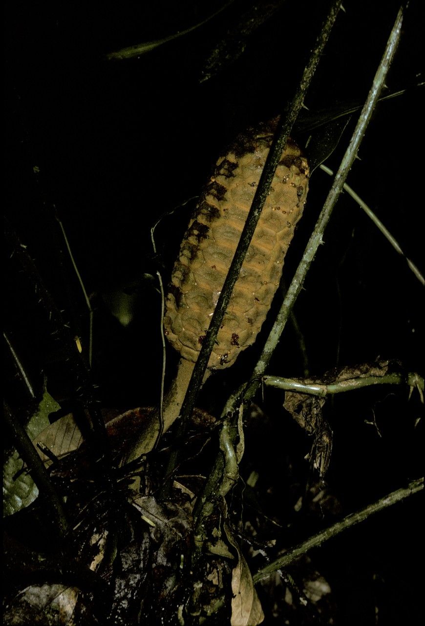 Zamia skinneri — search result for 'Zamiaceae'