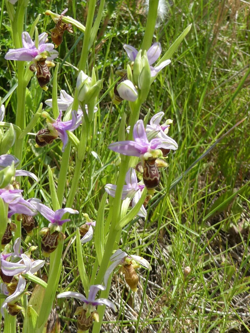 Ophrys scolopax bark