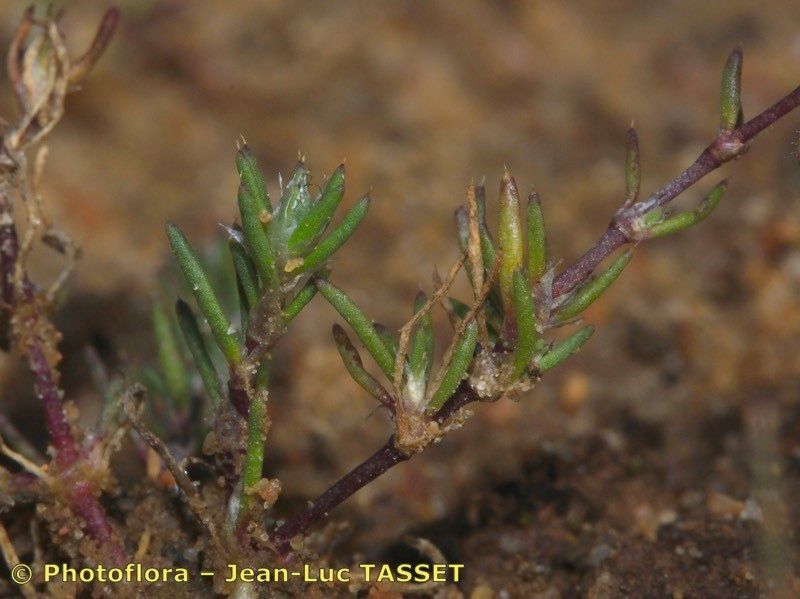 Spergularia echinosperma — houseplant care guide