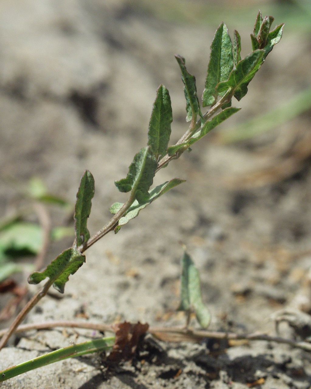 Convolvulus durandoi habit