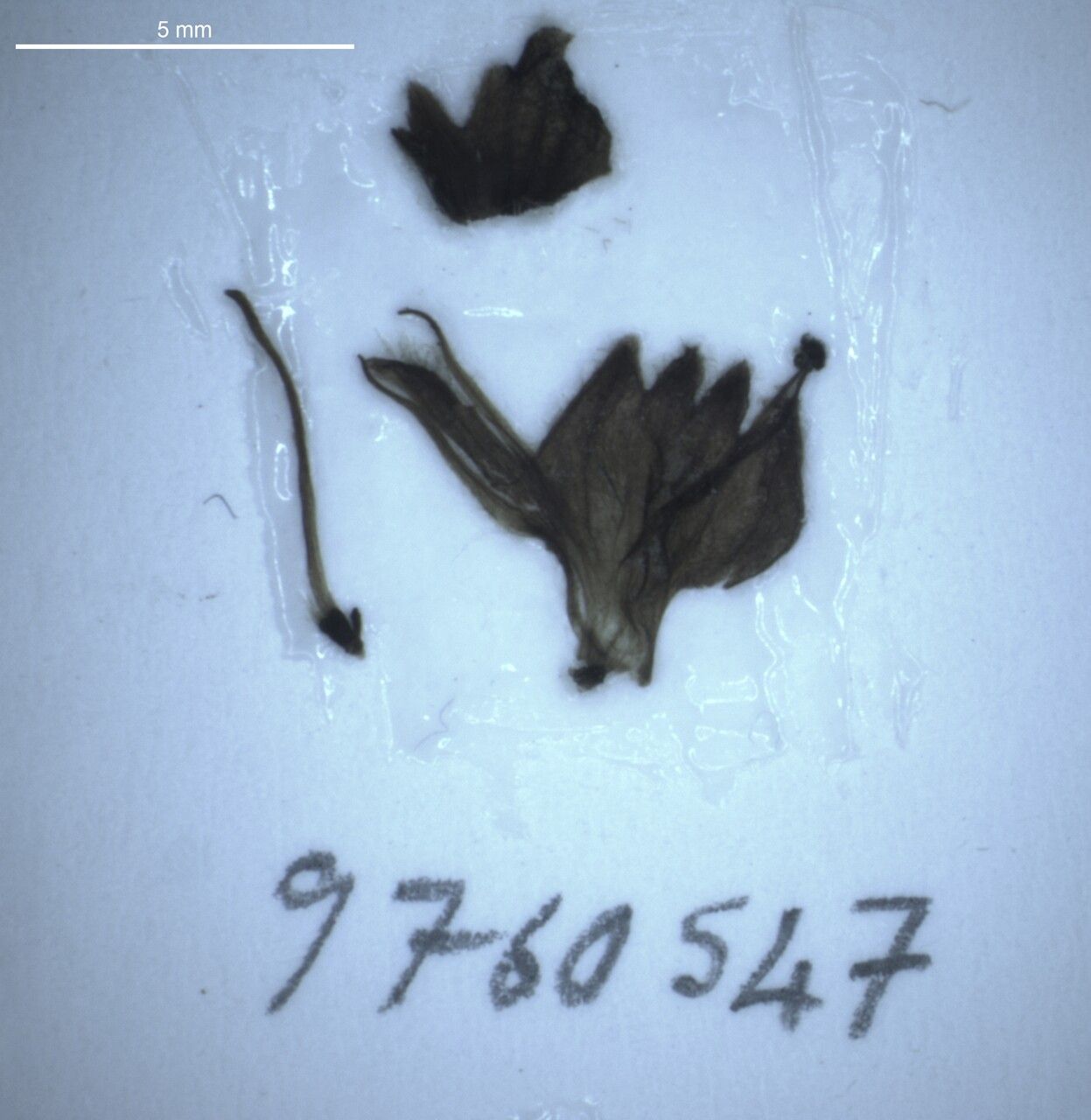 Platostoma coloratum other