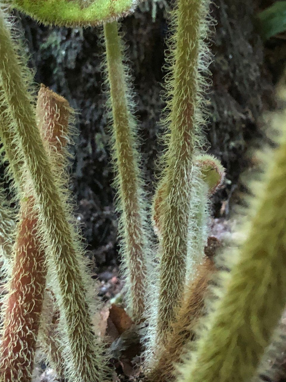Begonia variegata bark