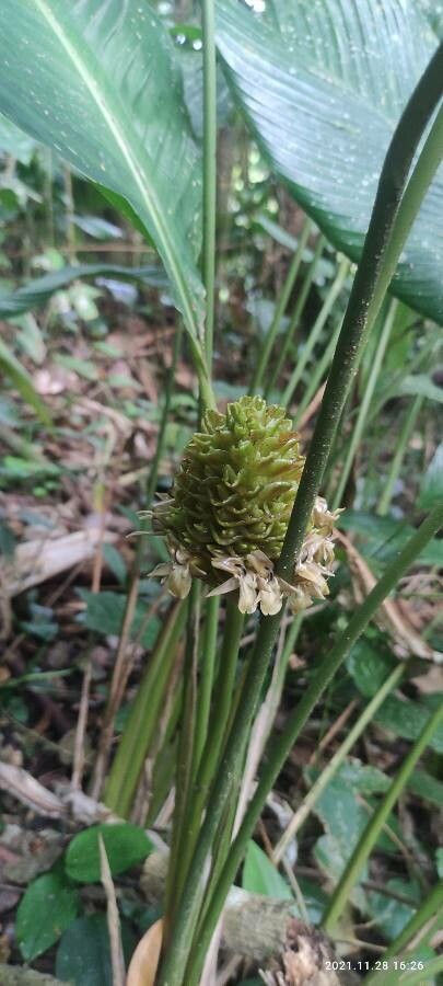 Phrynium pubinerve flower
