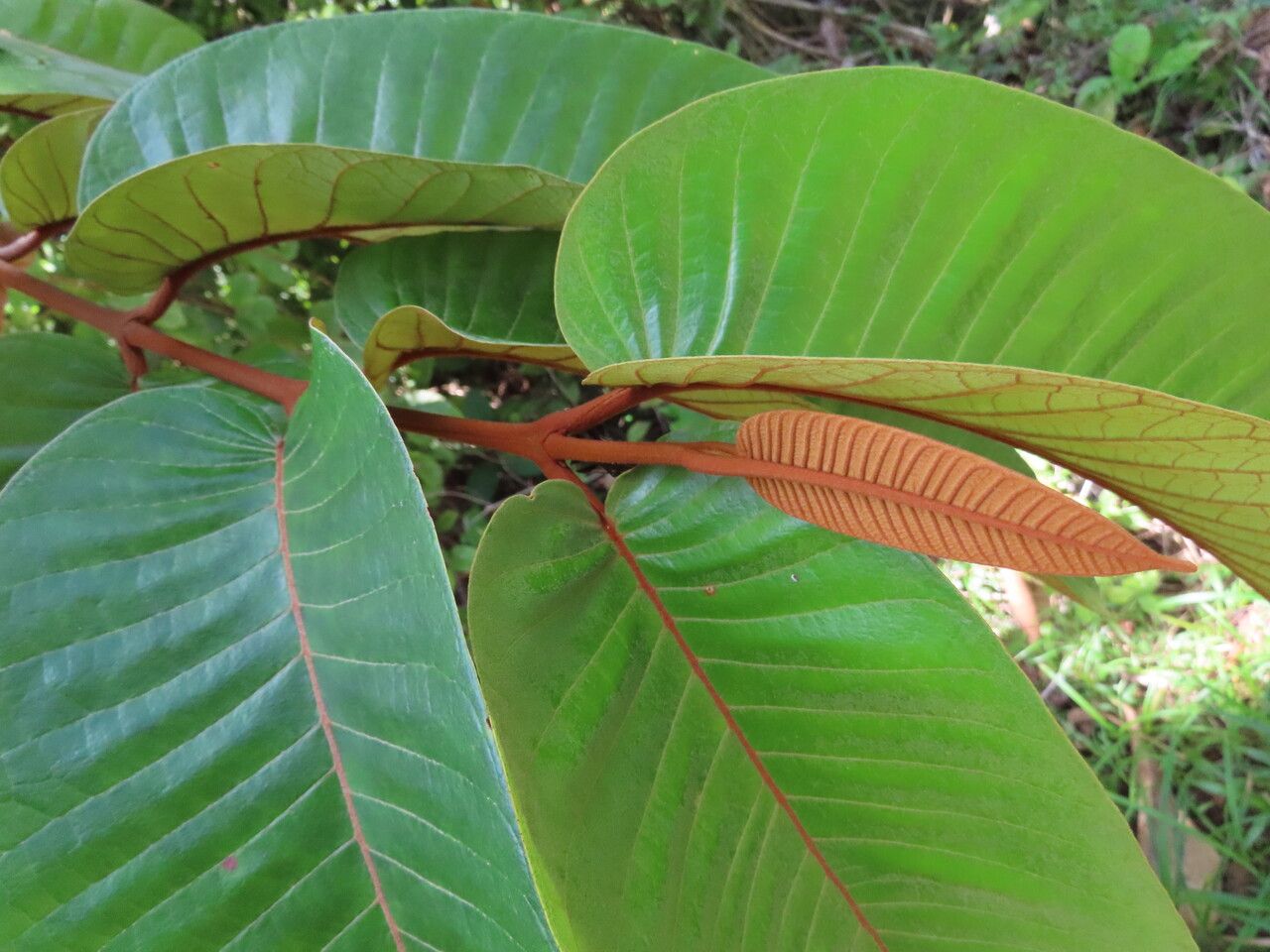 Vismia macrophylla leaf
