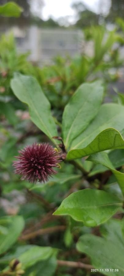 Allamanda schottii fruit