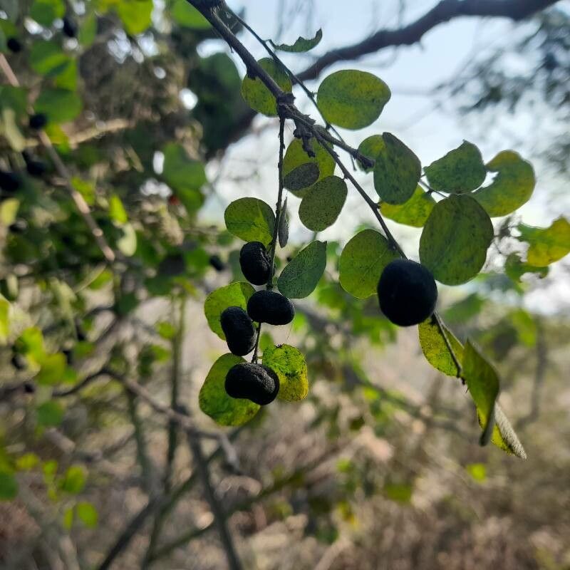 Phyllanthus glaucus — houseplant care guide