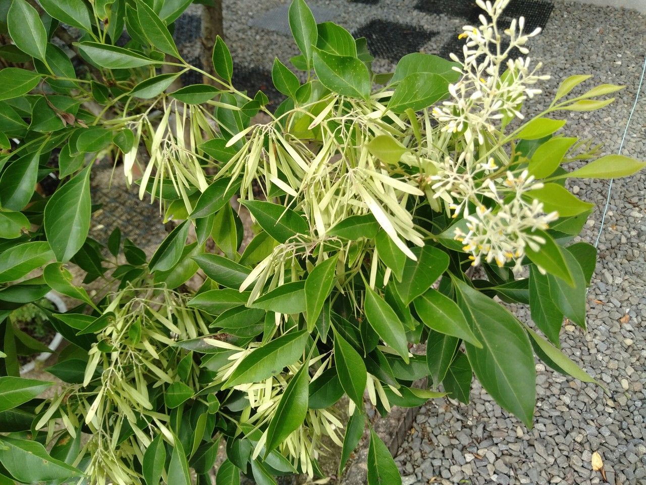 Fraxinus griffithii flower