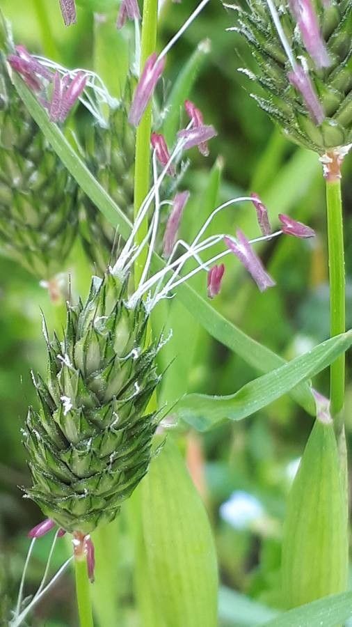 Alopecurus rendlei flower