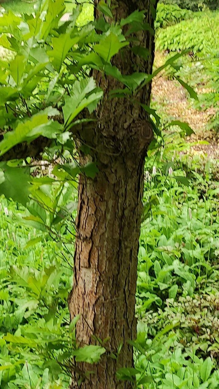 Quercus lyrata bark