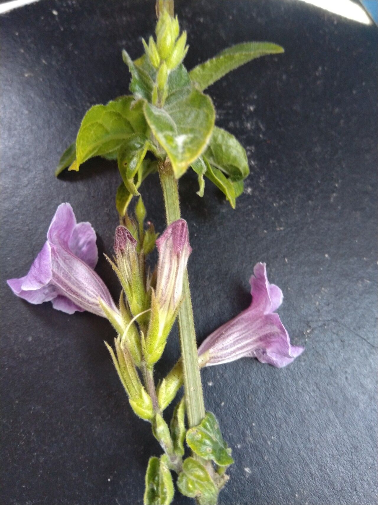 Asystasia welwitschii — search result for 'Asystasia'