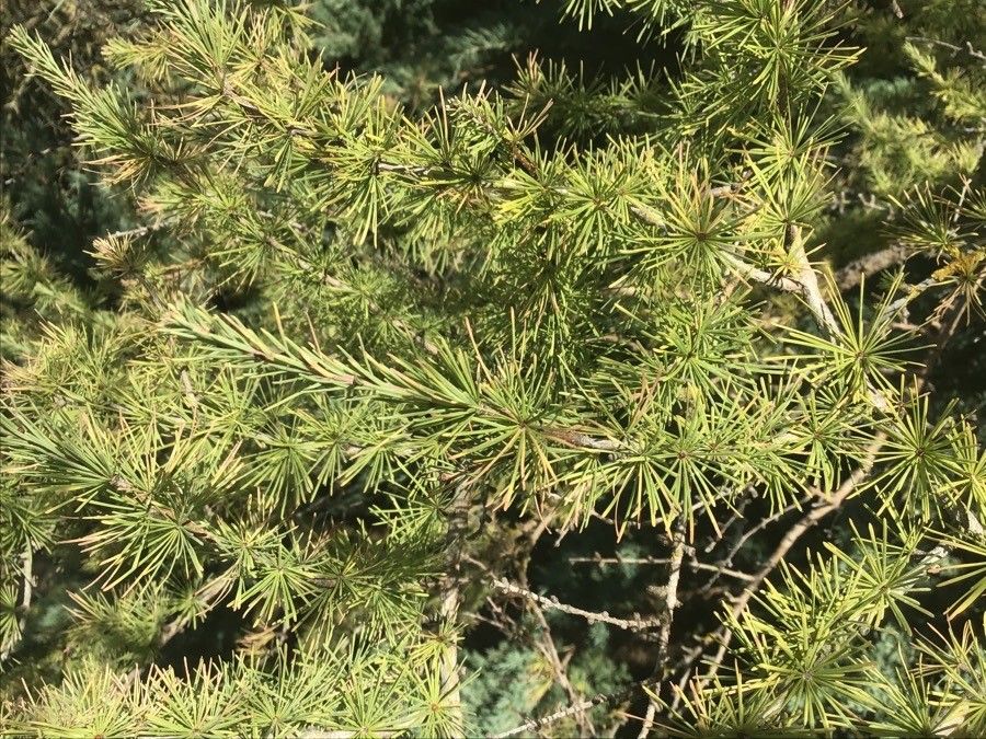 Larix kaempferi leaf