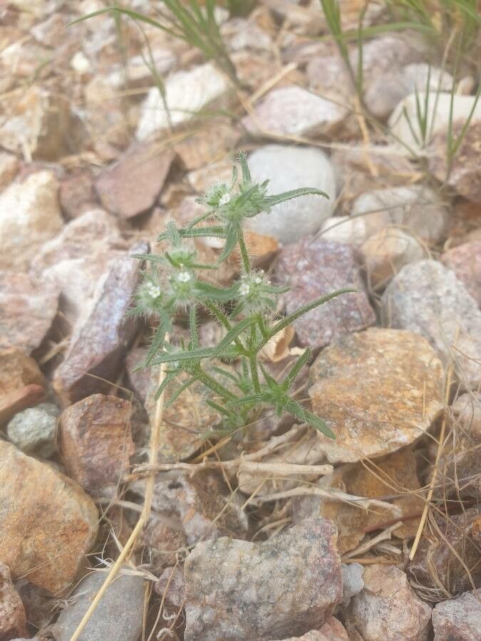 Cryptantha angustifolia habit