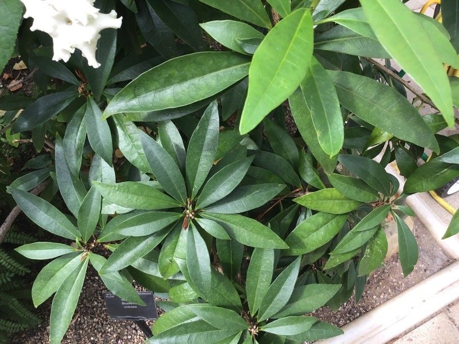Brunfelsia undulata — houseplant care guide