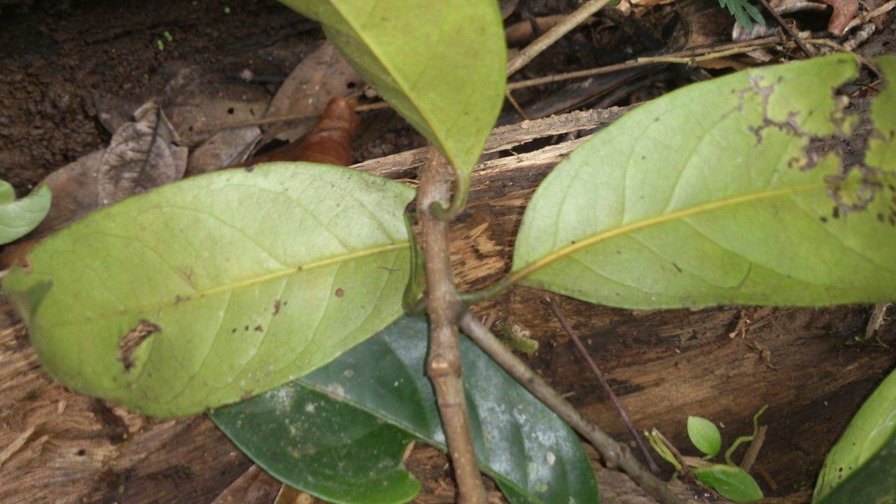 Tontelea hondurensis — search result for 'Celastraceae'