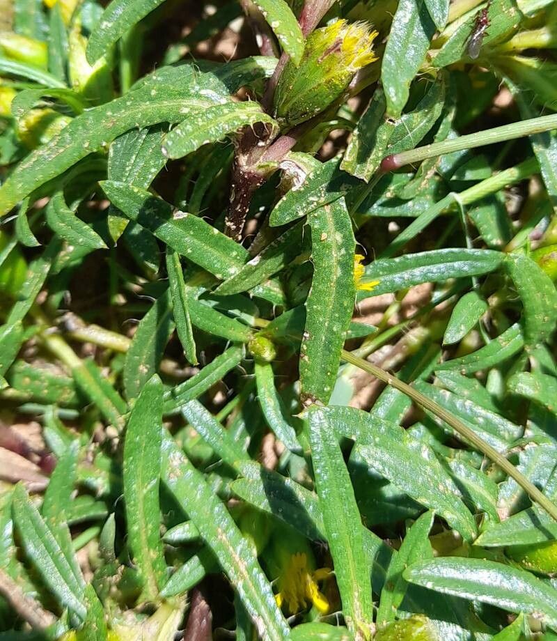 Pectis sessiliflora leaf