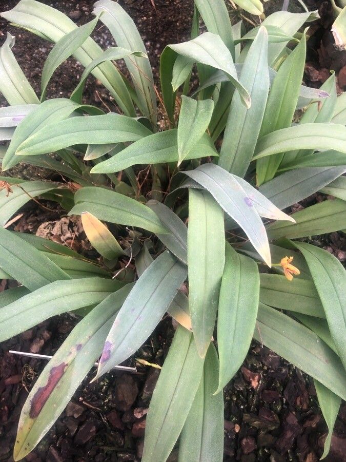 Mormolyca ringens — search result for 'Belize'