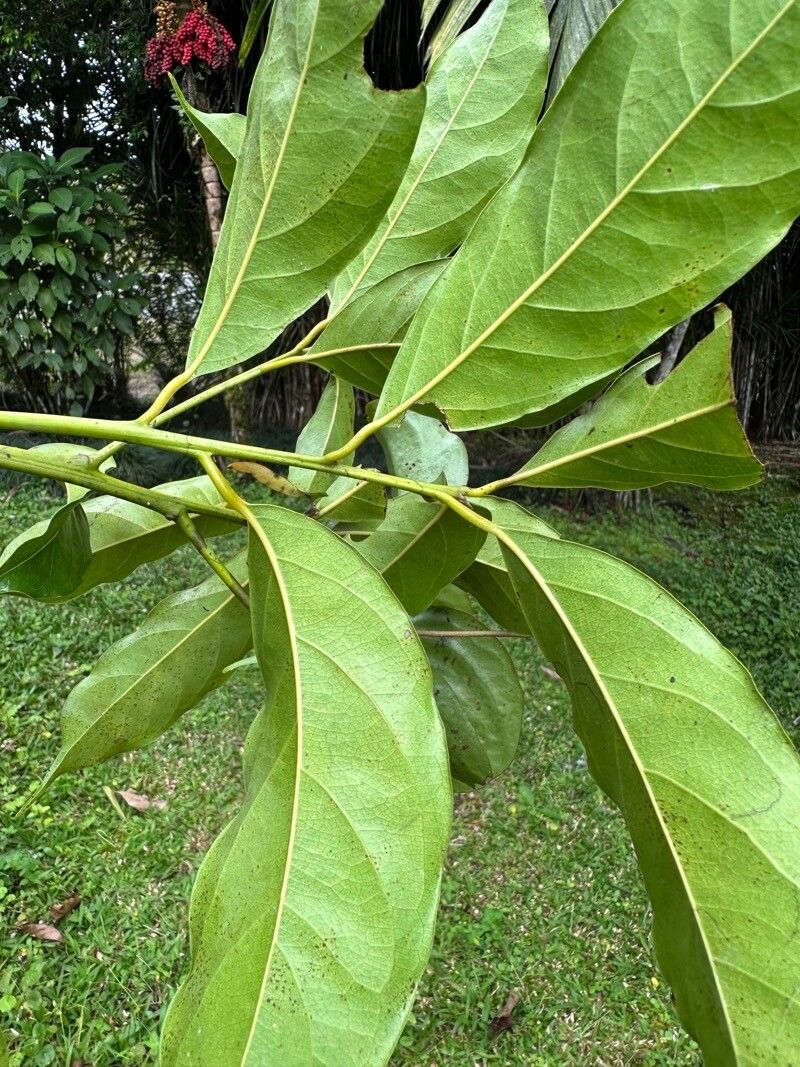 Ocotea leptobotra — search result for 'Ocotea'