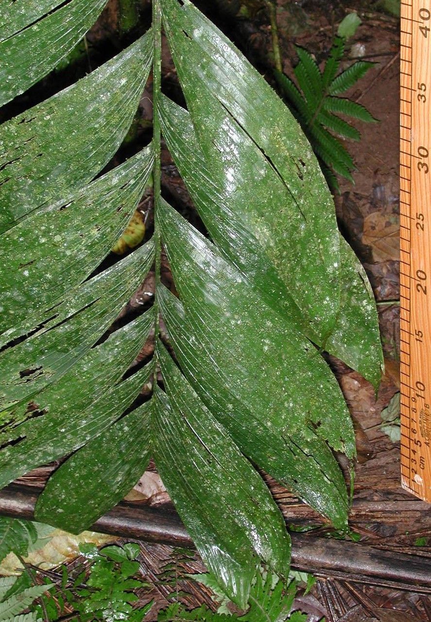 Chamaedorea lucidifrons leaf