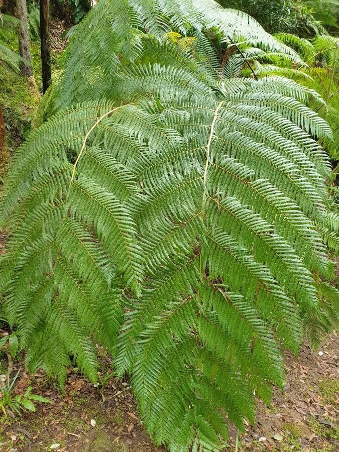 Cibotium glaucum — houseplant care guide