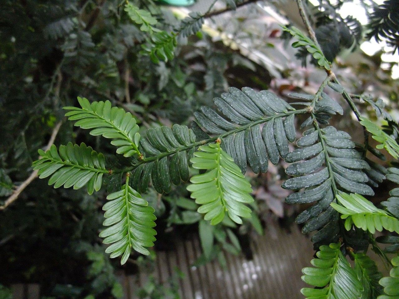Prumnopitys ladei habit
