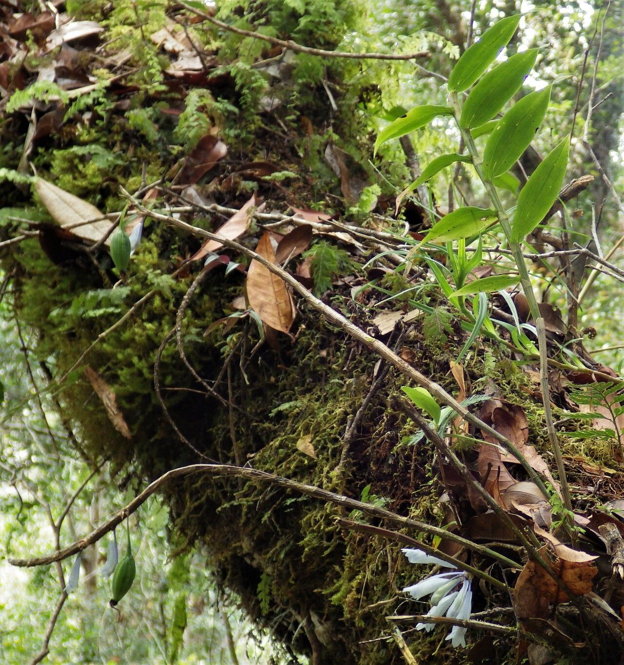 Dendrobium convexipes habit