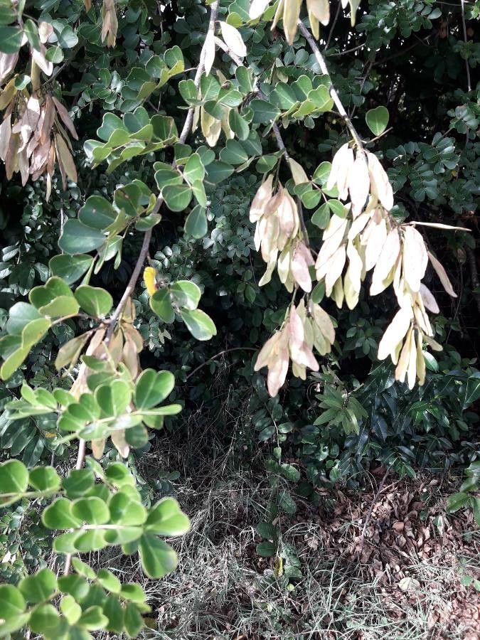 Haematoxylum Campechianum fruit