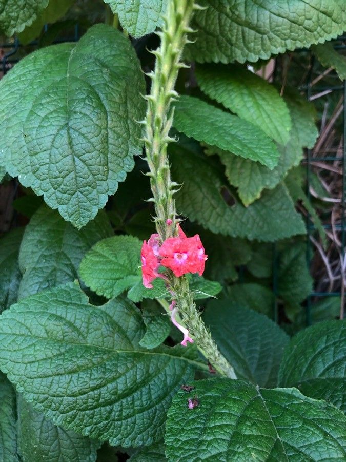 Stachytarpheta mutabilis flower
