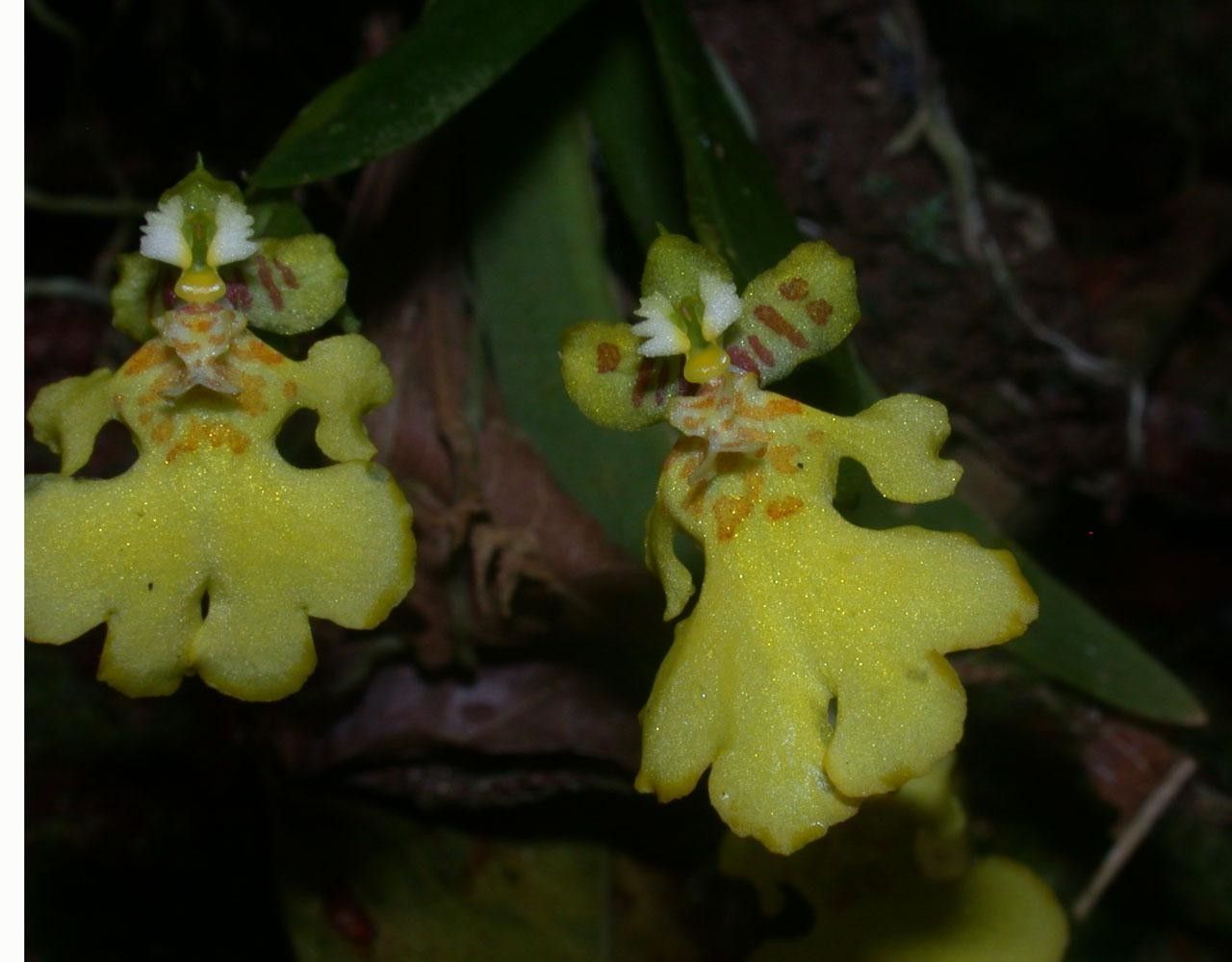 Psygmorchis pusilla — houseplant care guide