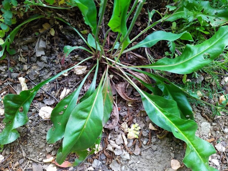 Limonium carolinianum habit