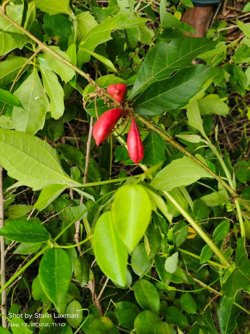 Paullinia pinnata leaf