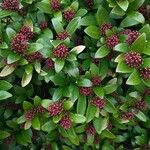 Skimmia japonica