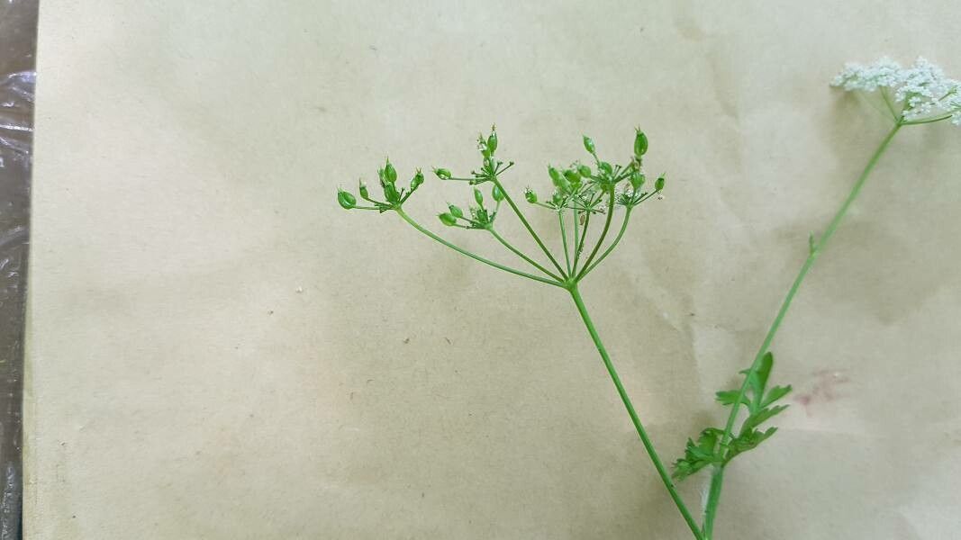 Conopodium pyrenaeum fruit