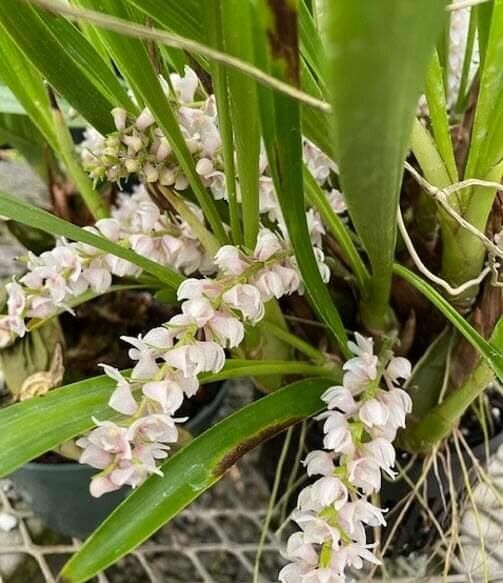 Bryobium hyacinthoides flower