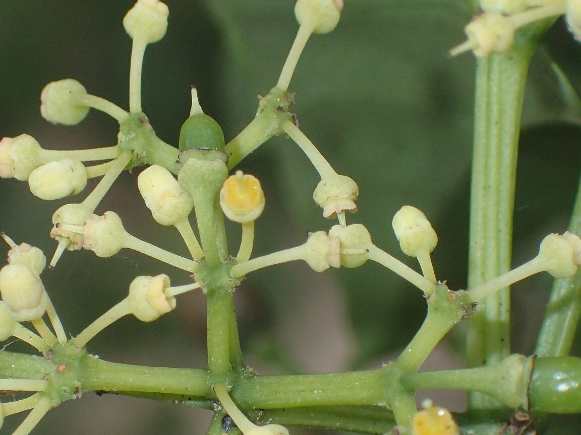 Cissus leemansii — houseplant care guide