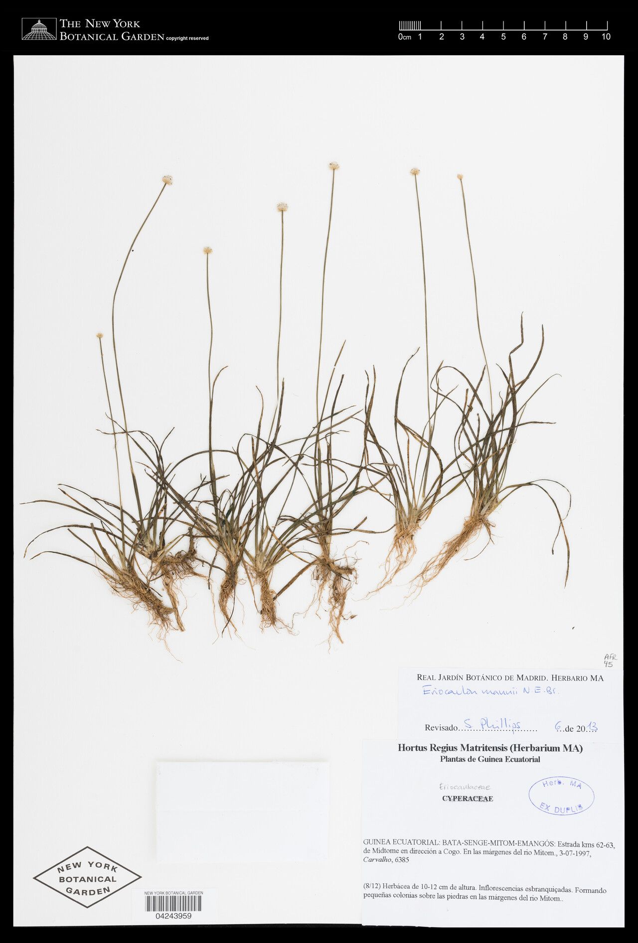 Eriocaulon mannii — houseplant care guide