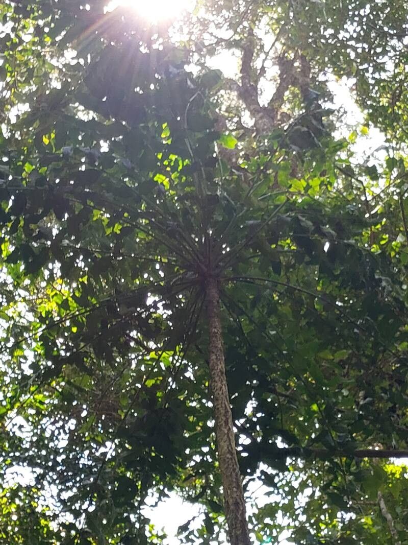 Polyscias duplicata habit