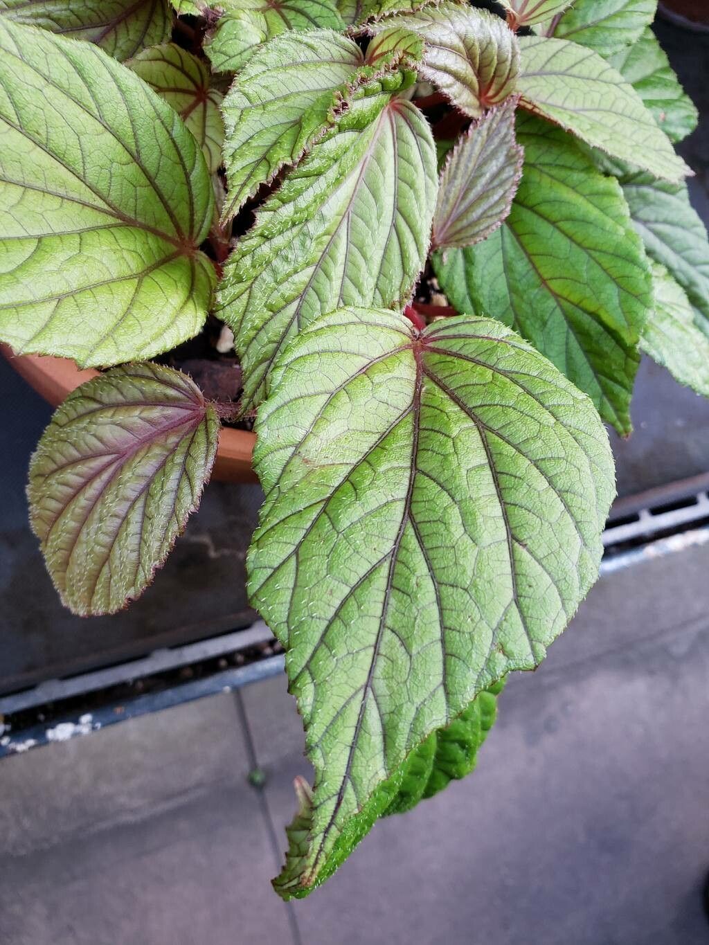 Begonia abdullahpieei leaf