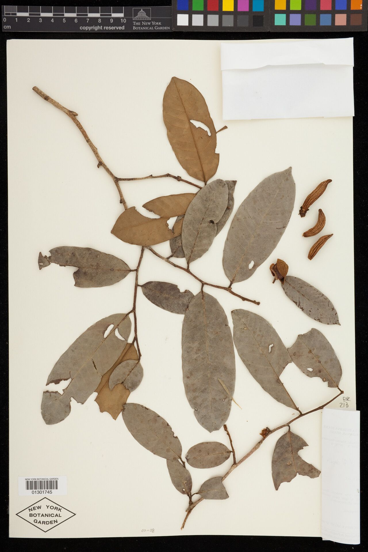 Caraipa rodriguesii fruit