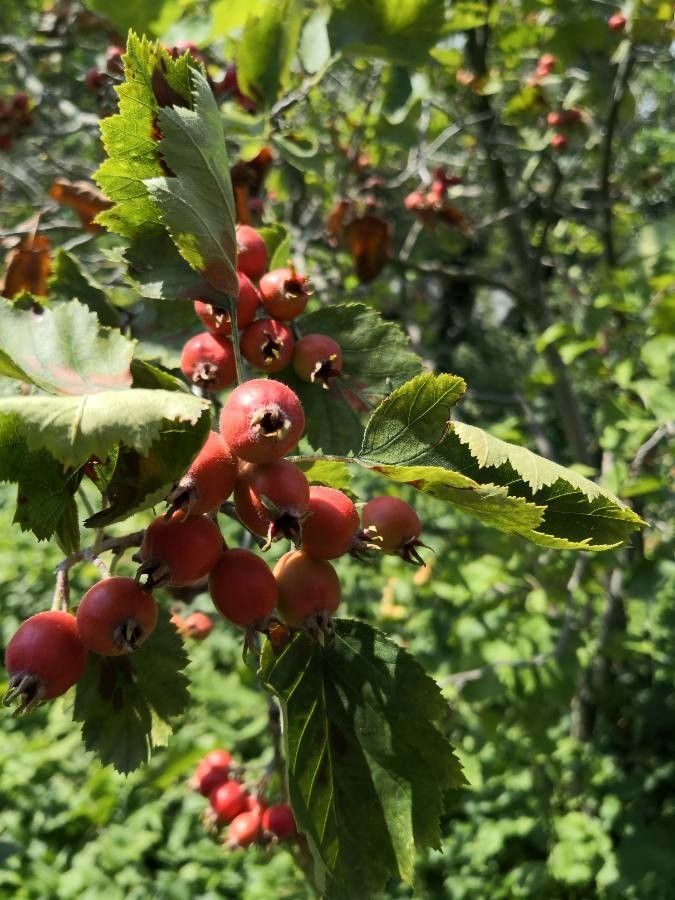 Crataegus pedicellata fruit