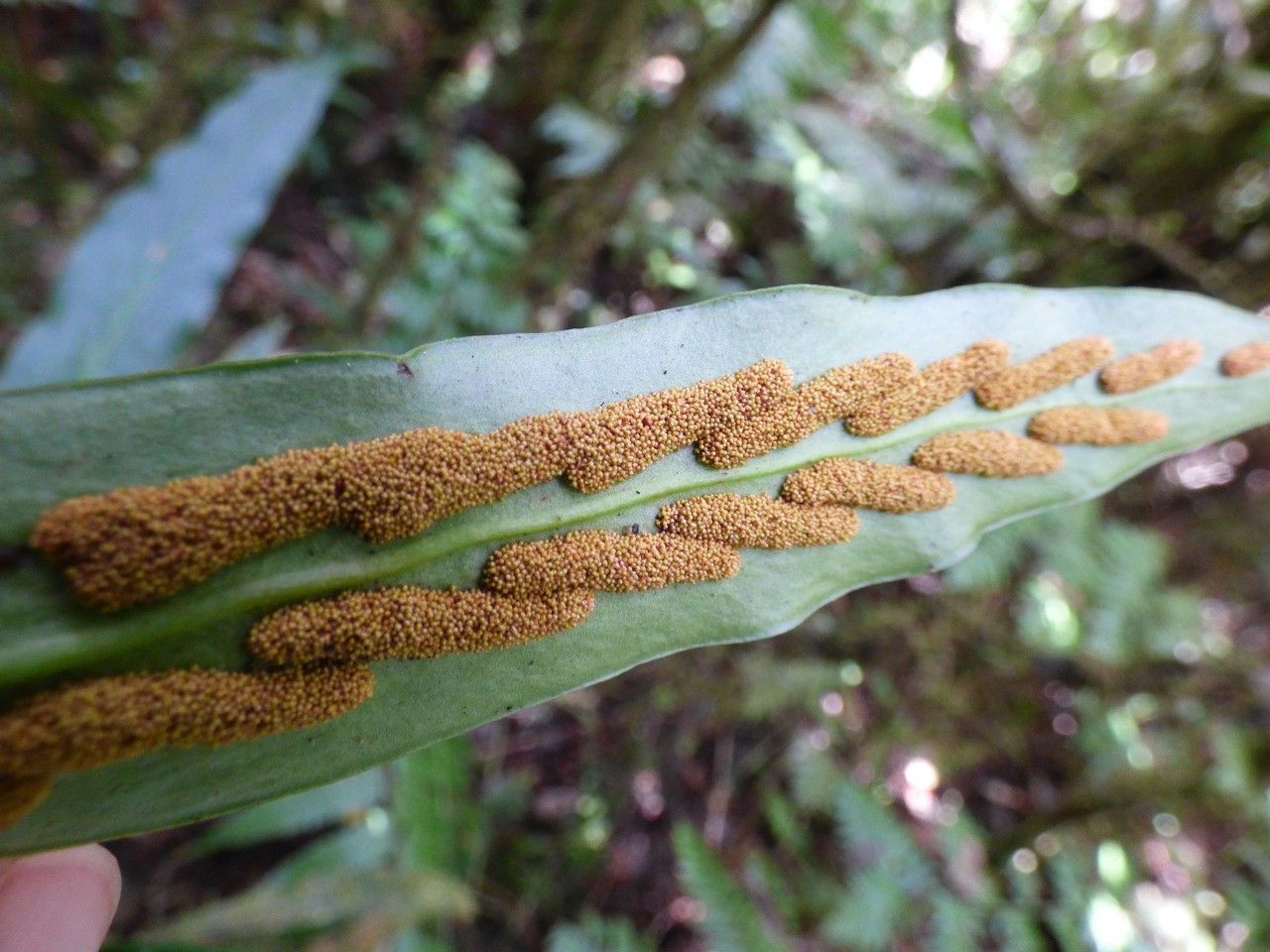 Loxogramme lanceolata fruit