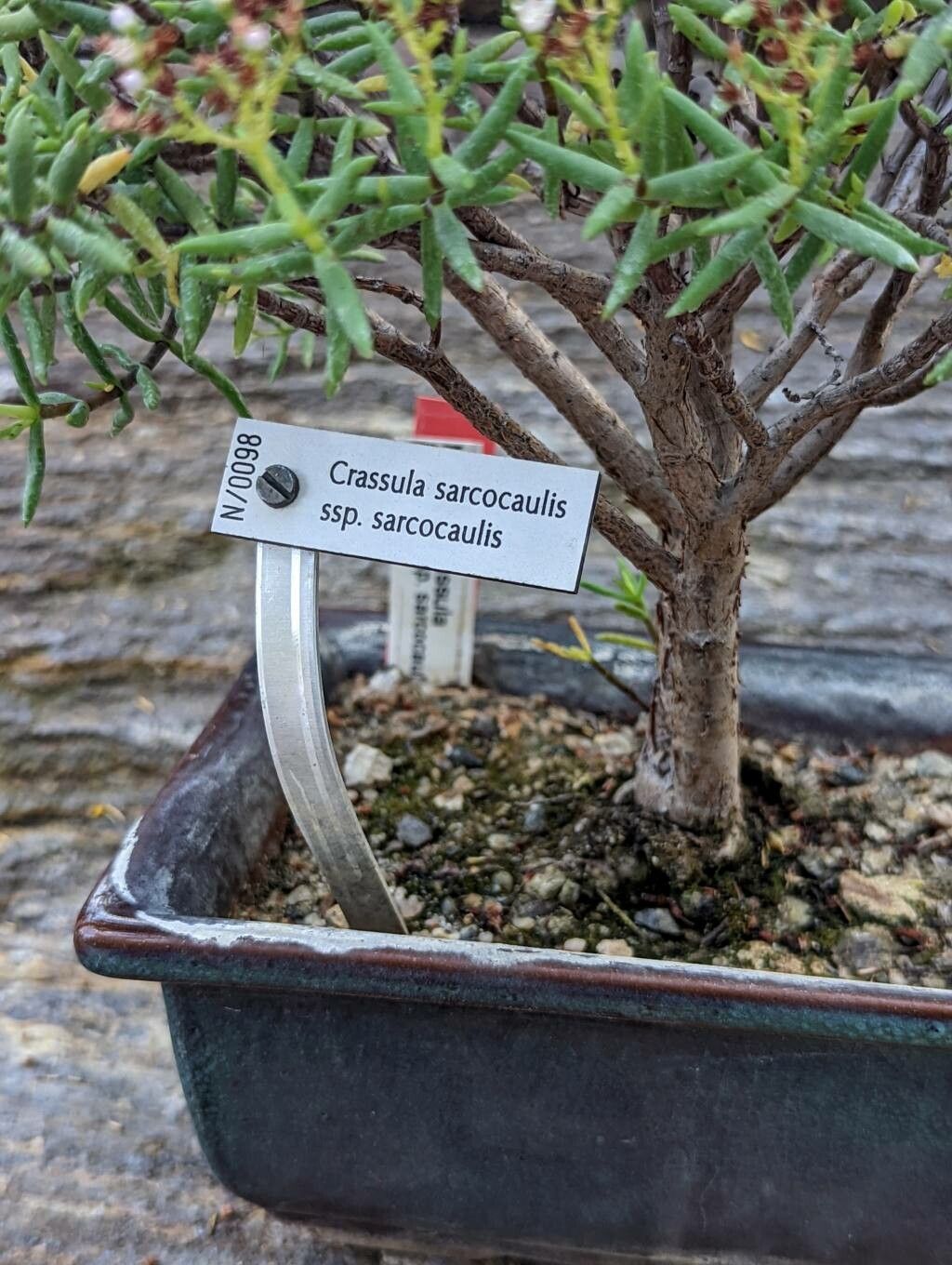 Crassula sarcocaulis bark