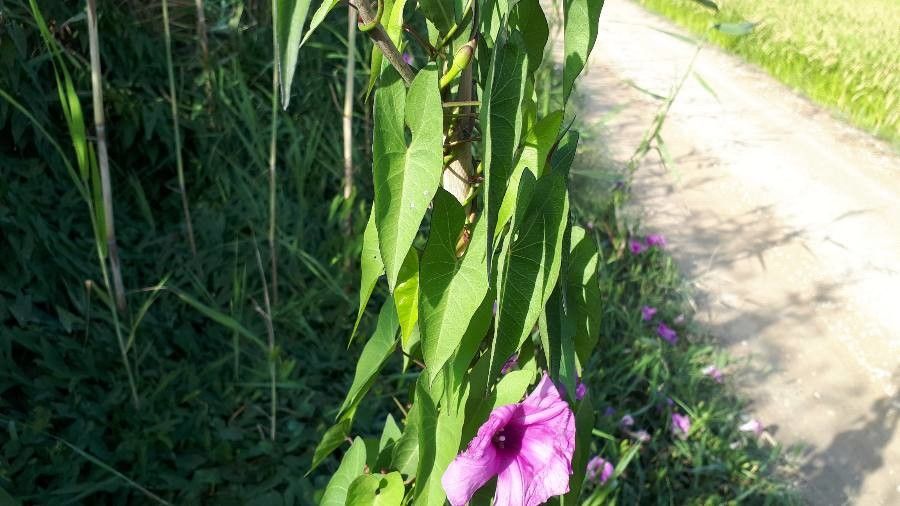 Ipomoea sagittata — search result for 'Ipomoea'
