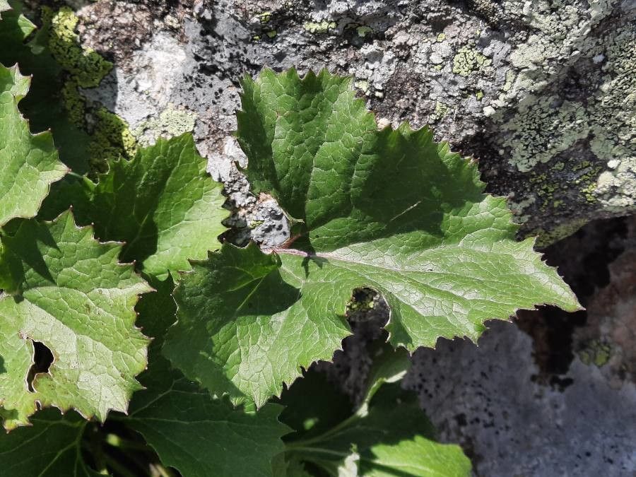 Adenostyles leucophylla — related species from the same genus