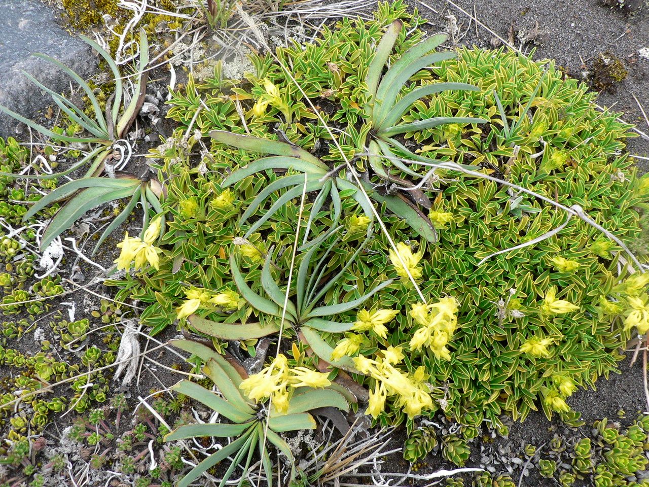 Halenia pulchella habit