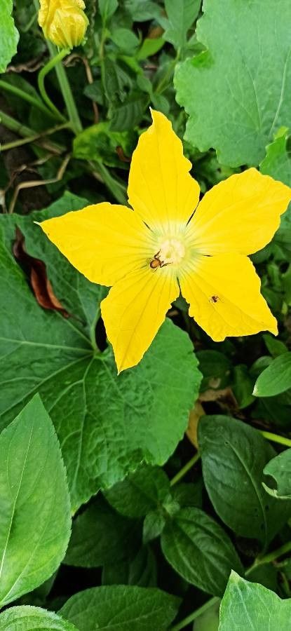 Benincasa hispida flower