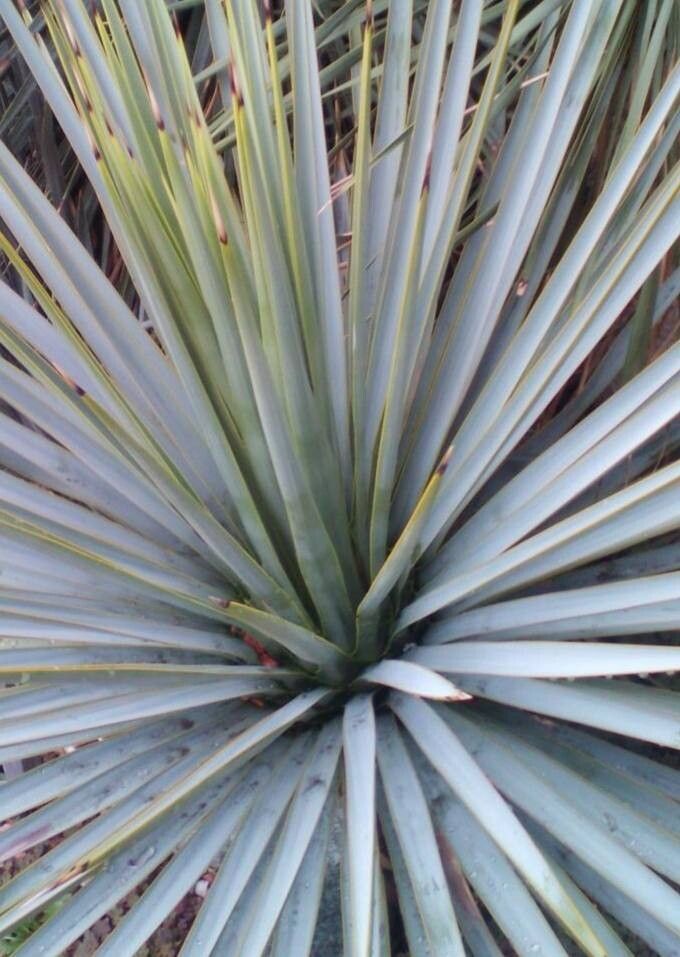 Yucca luminosa habit