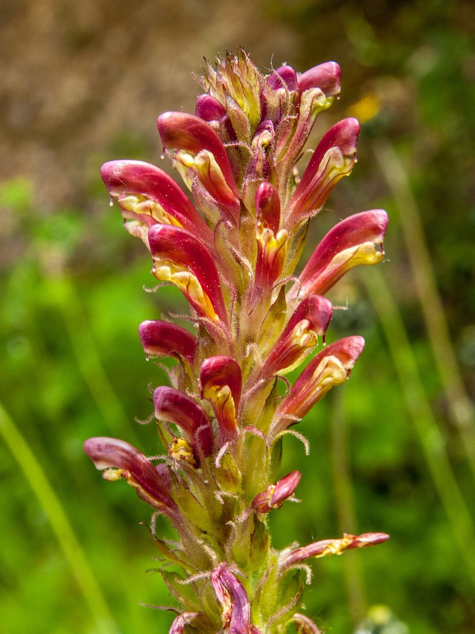 Pedicularis bracteosa flower