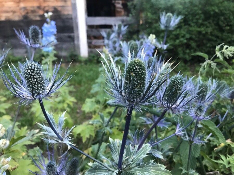 Eryngium alpinum fruit