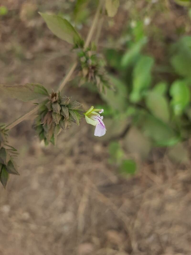 Anisomeles heyneana flower