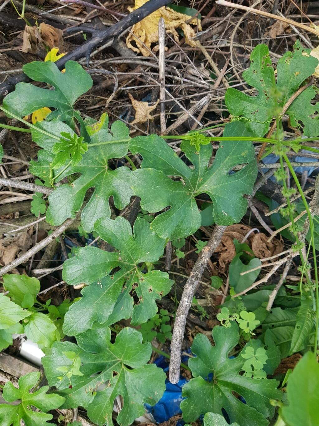 Marah watsonii — houseplant care guide